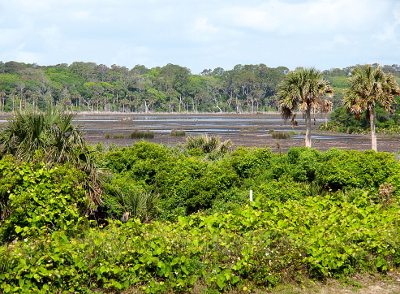 [Flat landscape lush with green vegetation in the foreground, somewhat dry wetlands in the midground, and an expans of trees in the background. Two palm trees rise above the foreground greenery on the right.]